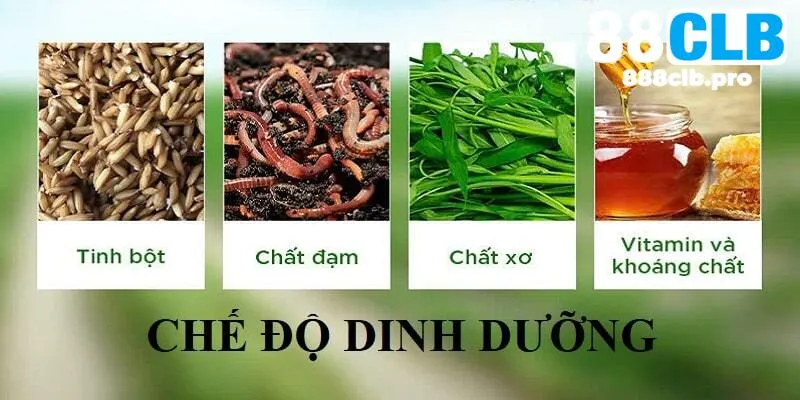 Cách nuôi gà đá theo chế độ