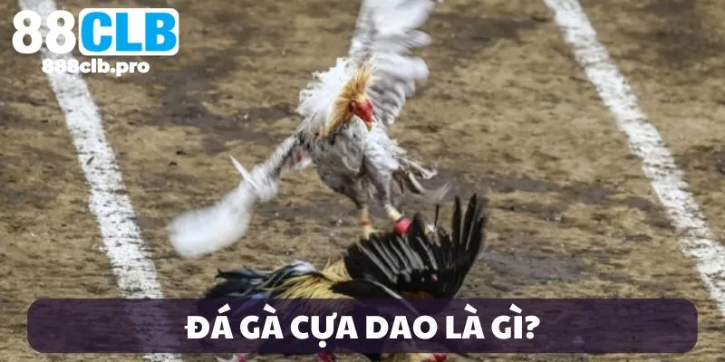 Giới thiệu đá gà cựa dao