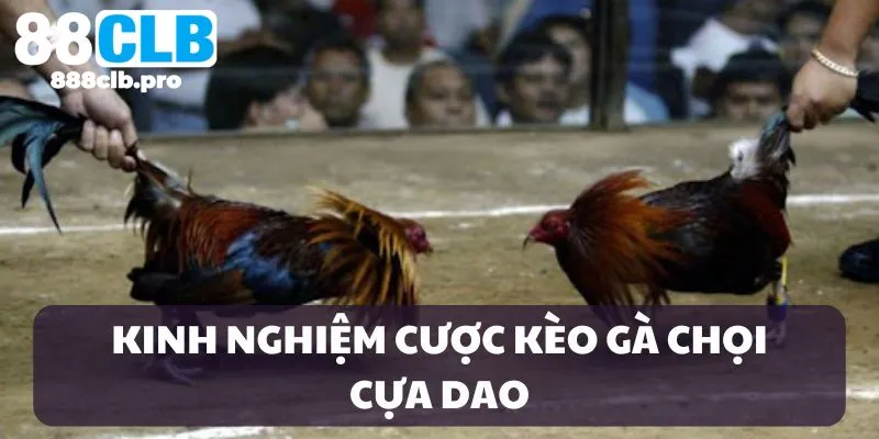 Kinh nghiệm cược gà chọi