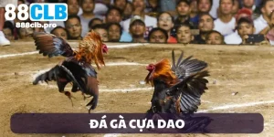 đá gà cựa dao