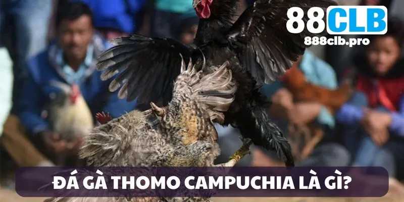 Giới thiệu đá gà Thomo Campuchia