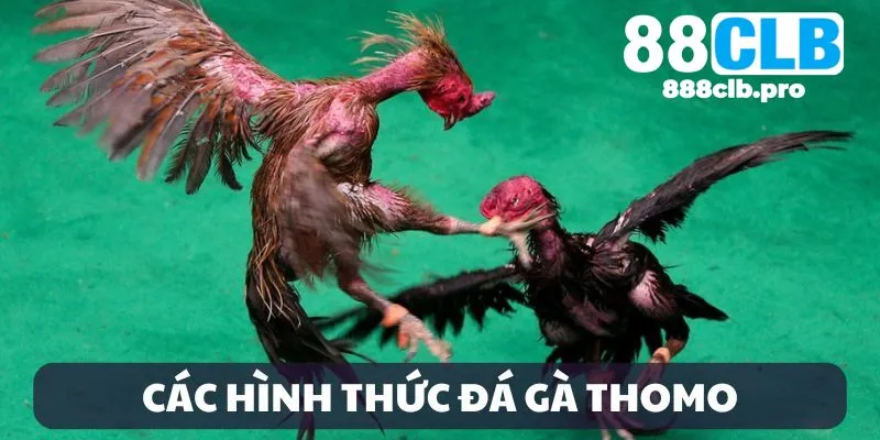 Các hình thức đá gà Thomo