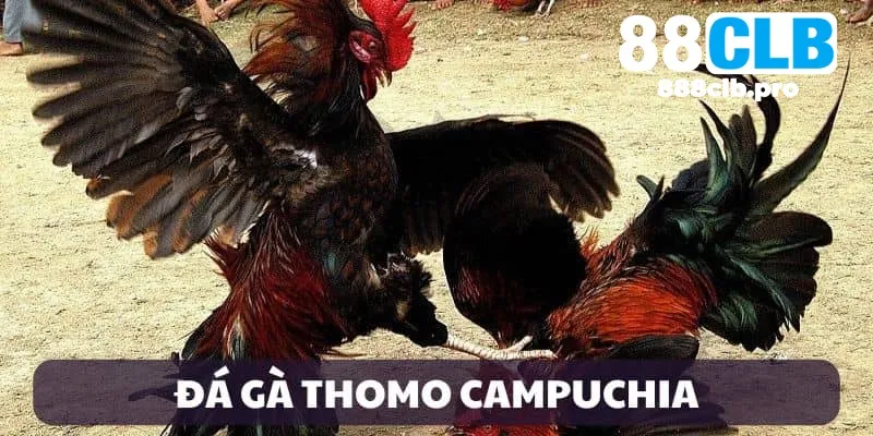 đá gà thomo campuchia